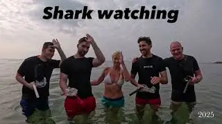 Swim with reef sharks on Ko Phangan, the best island in Thailand, where the full moon party is held