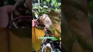 Rare Plant Haul for 2023 
