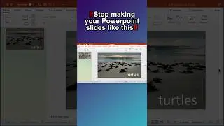 Use this PowerPoint guide to make your next presentation stand out from the rest! #tutorial #turtles