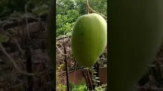 How to stop mango flies.