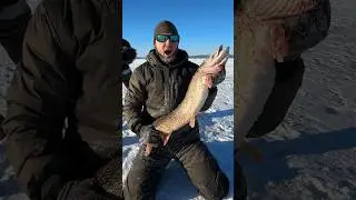 ТРОФЕЙНАЯ ЩУКА НЕ ЛЕЗЕТ В ЛУНКУ! 