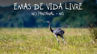 Free-living Greater rhea (Ema) in the Pantanal Matogrossense - Transpantaneira