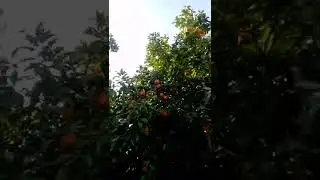 Harvesting orange 🍊 (Kunar Afghanistan) video 1