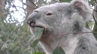 Chew Koala Chew