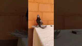 Узбекская носочубая майля.