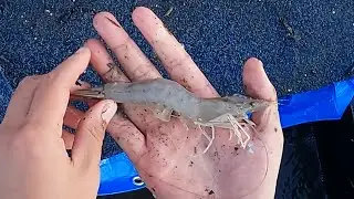Something is LAYING the EGGS!! Hunting down the 🦐BIGGER PRAWNZ🦐
