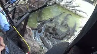 Как крокодилов кормили...