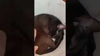 кот #cat #щасживу #балдёж #спит #shorts #ведро