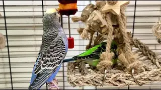 7 hours of budgie sounds for lonely birds