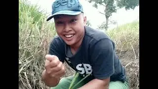 Kubangan kecil penuh ikan
