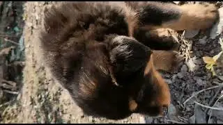 tibetan mastiff