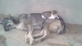 ит менен мышык уктап жатат 2018