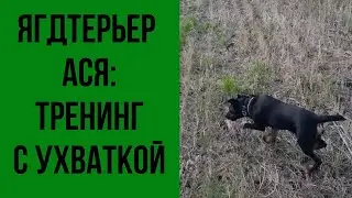 Ягдтерьер Ася. Тренинг с ухваткой