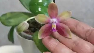Цветочки на пенечках! Продам деток орхидей.. 🌱