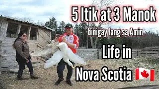 Kapitbahay naming Canadian binigyan kami ng 5 Itik 3 manok at 2 rabbit 🍖/ Ganito pala sa canada 🇨🇦