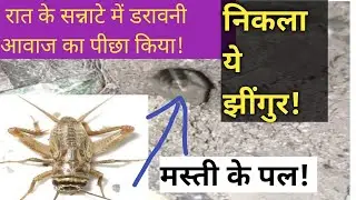 रात के सन्नाटे में झींगुर को ढूंढ लिया😃😄 #jhingur#cricket #sound #Aawaj