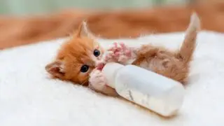 Little kittens drinking milk from a bottle🍼🐱