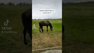 Amiir вернулся ко мне, переезд на конюшню