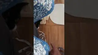 Cat Ambush 2