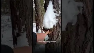 КАК РАСПОЗНАТЬ ГНИЛОЕ БРЕВНО