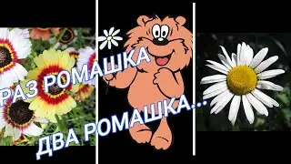 РАЗНОЦВЕТНЫЕ РОМАШКИ, неприхотливы и красивы
