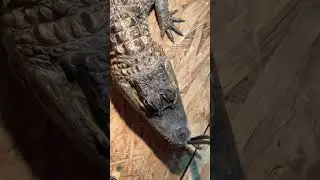 Крокодил Пушок