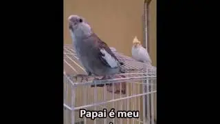 INCRÍVEL!!  CALOPSITA FALANTE!