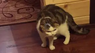 Кот думает под задумчивую музыку часовая версия