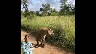 Most expensive animals | lion vs haina fight    🥰