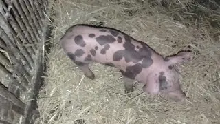 Порода свиней Петрен