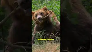Медведь против парня с факелом... 😱 