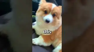 DO YOU KNOW what kind of DOG this is 😍 | Wholesome Animals