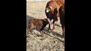 LIVE CALF BIRTH