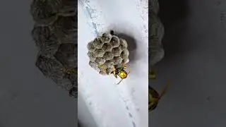 巣が落下！赤く染まる幼虫！女王は最初から1匹だった！？ヤバめの蜂 観察日記27日目。私は京都の週末養蜂家！ #Shorts