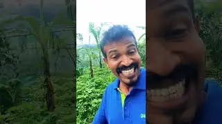 කැලේට වැවෙන තම්පලා