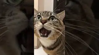 Càt😊