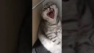 Всем привет от Вонни.!!!!!!!!!