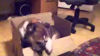 Bulldog Chews Her Way Out