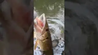 щука на малой реке.