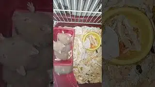 хомякам 22 дня