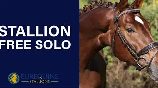 Stallion: Free Solo