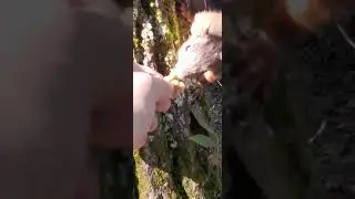Пока ещё боится брать орешки