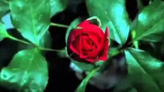 Расцветающая красота