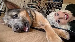 New Puppy, COVID19 Thoughts, and #ARTAID Update!