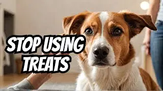 Avoid These Common Mistakes: Treat Training Tips For Busy Dog Owners