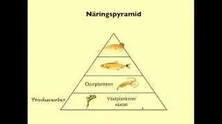 Näringskedjor, näringsvävar och näringspyramider