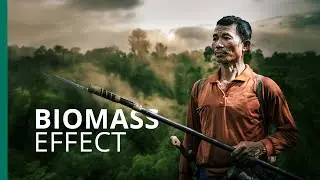 Will a forest in Borneo be gutted for 'green' energy?
