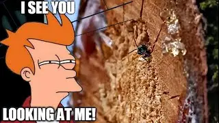 Curious Bug Emerges, Looking at the Camera