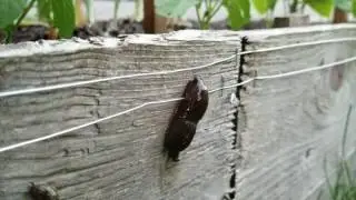 Electric fence for slugs