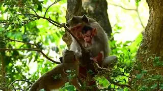 The Colorful and Charismatic World of Monkeys: A Deep Dive into Their Fascinating Beauty and Unique